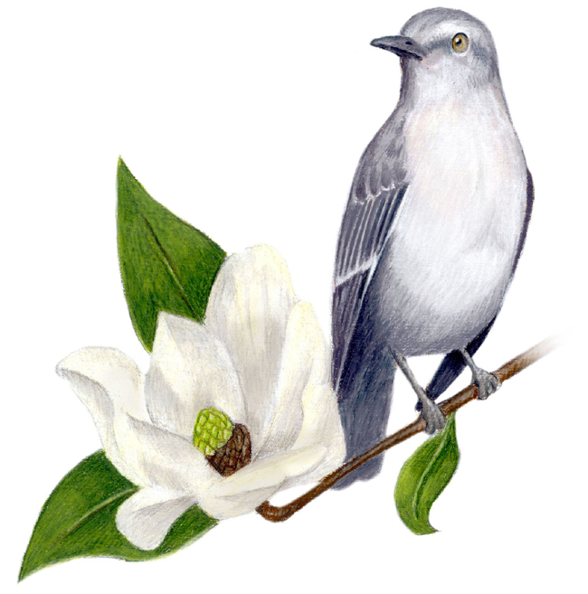 mississippi-state-bird-and-flower-mockingbird-mimus-polyglottos